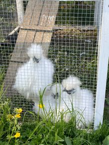 Silkie Chicks