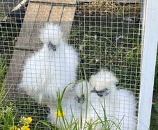 Silkie Chicks