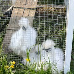 Silkie Chicks