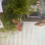 Guppies and guppy grass Image 8