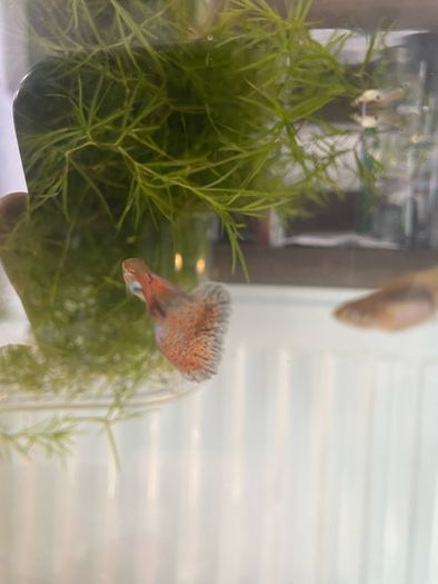 Guppies and guppy grass