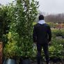 Cherry Laurel Hedging 3.5..4ft just 9.50 euro Image 5