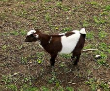 Baby Female Pygmy goats