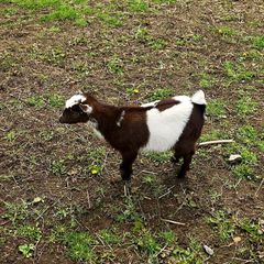 Baby Female Pygmy goats