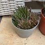 2 aloe plants Image 2