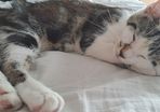 kitten