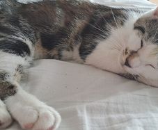 kitten
