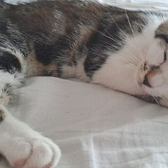 kitten