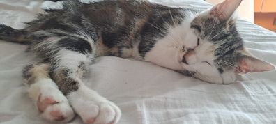 kitten
