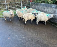 Sheep
