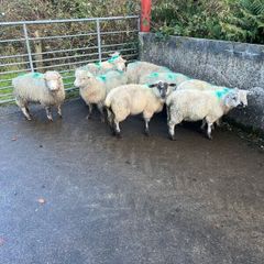 Sheep