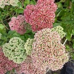 FREE Sedum 'Autumn Joy' - full stems, not tiny cuttings