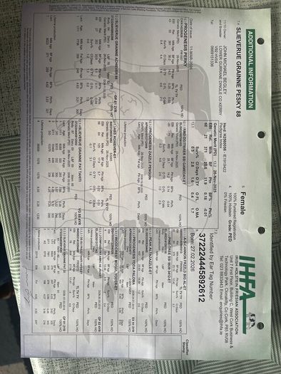 Six  Pedigree Registered Holstein Friesian Calves