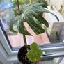 Monstera Thai Image 3