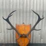 Antique Mounted  nine point Antlers on a shield plaque c1890 Image 8