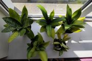 5 Snake Plants