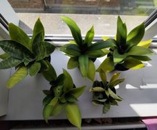 5 Snake Plants