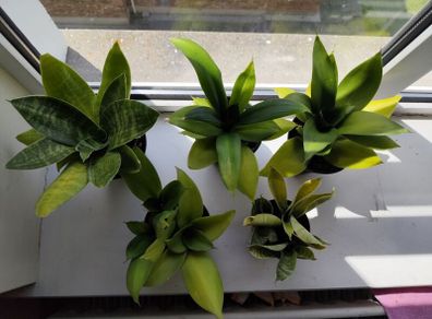 5 Snake Plants