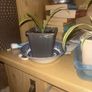 spider plants Image 2