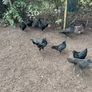 Young roosters Image 2