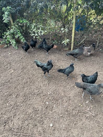 Young roosters