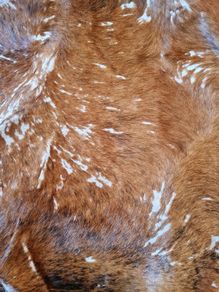 Cowhide Rug