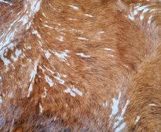 Cowhide Rug