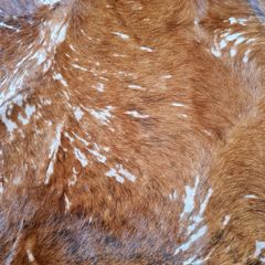 Cowhide Rug