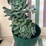 Succulent flower plant Image 4
