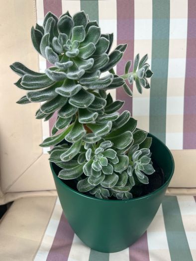Succulent flower plant