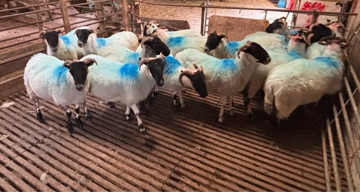 Hoggets