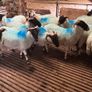 Hoggets Image 4