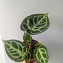Anthurium Crystallinum Plant Image 3