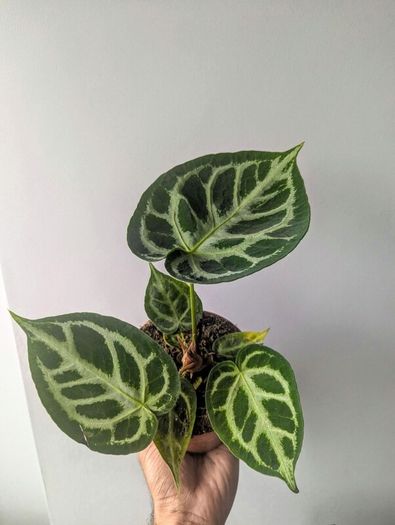 Anthurium Crystallinum Plant