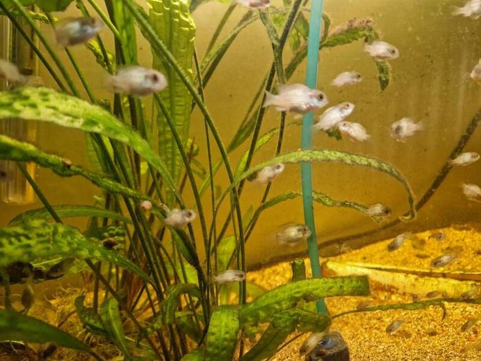 electric blue fish