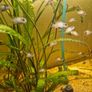 electric blue fish Image 3