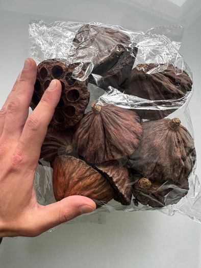 cholla wood & lotus pods for shrimps/aquarium