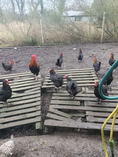 Pullets/hens/roosters/point of lay/