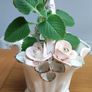 Cuban oregano, Indian borage, Indian mint, Mexican mint, Mexican oregano, and Spanish thyme (Plectranthus amboinicus). Medicinal herb. Image 3