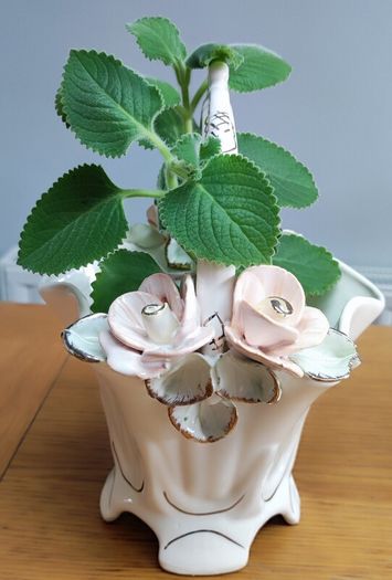 Cuban oregano, Indian borage, Indian mint, Mexican mint, Mexican oregano, and Spanish thyme (Plectranthus amboinicus). Medicinal herb.