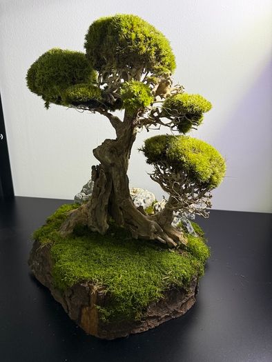 Bonsai Tree with natural moss 45x35cm