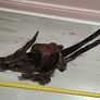 Bog oak Image 4