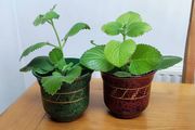 2 Plants Cuban Oregano