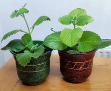 2 Plants Cuban Oregano