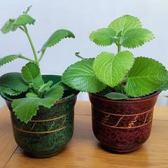 2 Plants Cuban Oregano