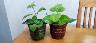 2 Plants Cuban Oregano