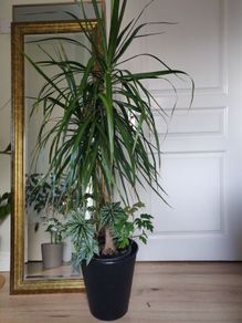tall Madagascar Dragon Tree (Dracaena marginata),  begonia Gryphon plant in the black  plastic pot container