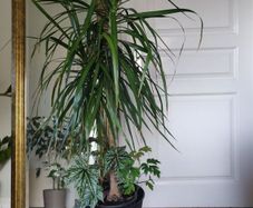tall Madagascar Dragon Tree (Dracaena marginata),  begonia Gryphon plant in the black  plastic pot container