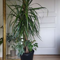 tall Madagascar Dragon Tree (Dracaena marginata),  begonia Gryphon plant in the black  plastic pot container