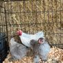 pekin bantams Image 9